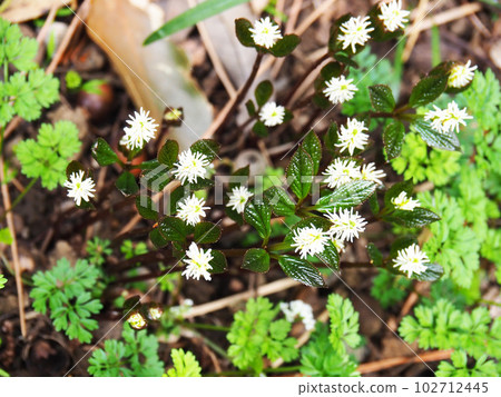 Hitoshizuka's flower 102712445