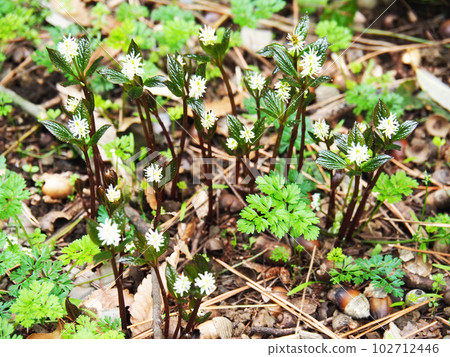 Hitoshizuka's flower 102712446