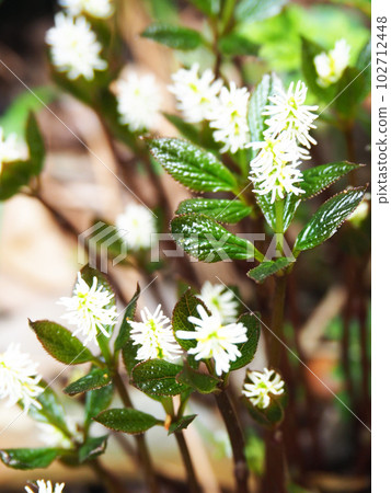 Hitoshizuka的花 Hitoshizuka的花 102712448