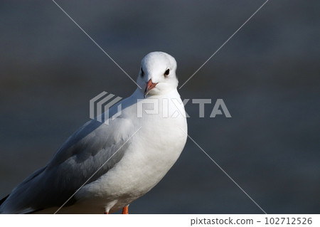 在這裡翻臉的黑頭鷗[扶餘] 102712526