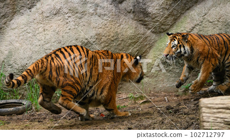 Amur tiger brother making eye contact (1.5 years old) Amur tiger brother making eye contact (1.5 years old) 102712797