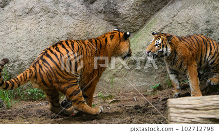 Amur tiger brother making eye contact (1.5 years old) Amur tiger brother making eye contact (1.5 years old) 102712798