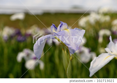 Iris flower Iris flower 102713021