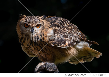 Eagle owl black bag Eagle owl black bag 102713095