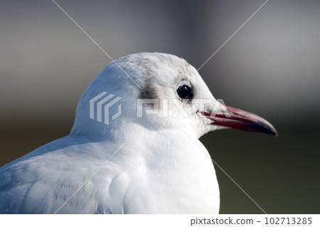 Profile of black-headed gull [winter feather] 102713285