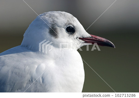 Profile of black-headed gull [winter feather] 102713286