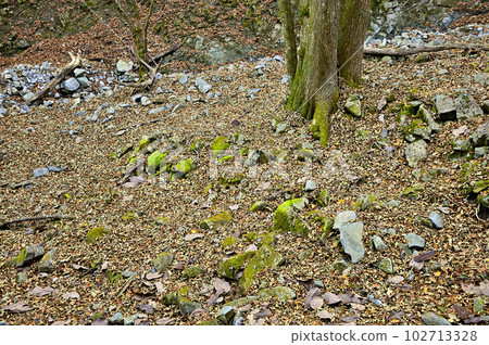Komotsuriyama in the Tanzawa Mountains Buna swamp in late autumn Komotsuriyama in the Tanzawa Mountains Buna swamp in late autumn 102713328