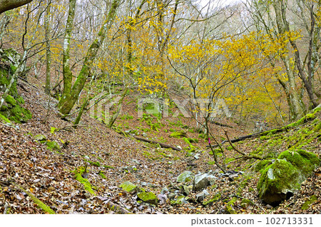 丹澤山脈的Komotsuri山,深秋山毛櫸沼澤的山路 丹澤山脈的Komotsuri山,深秋山毛櫸沼澤的山路 102713331