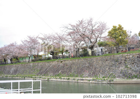 View the rows of cherry trees from the boat 102713398
