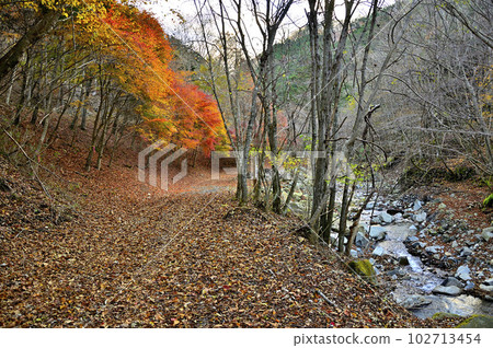 丹澤群山的小祭山 嵯峨瀨西澤的秋葉 102713454