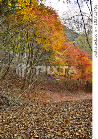 丹澤山脈的 Komotsuri 山道與秋葉 102713455