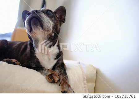法國鬥牛犬午睡 法國鬥牛犬午睡 102713761