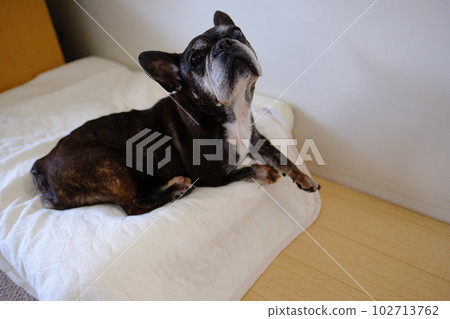 french bulldog nap french bulldog nap 102713762