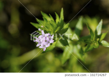 Small and cute weed flower of Hanayaemugura at the feet 102714267