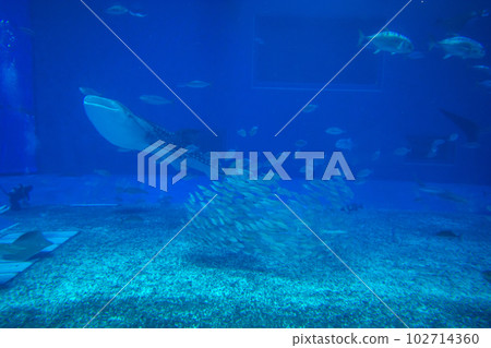 美麗海水族館 美麗海水族館 102714360