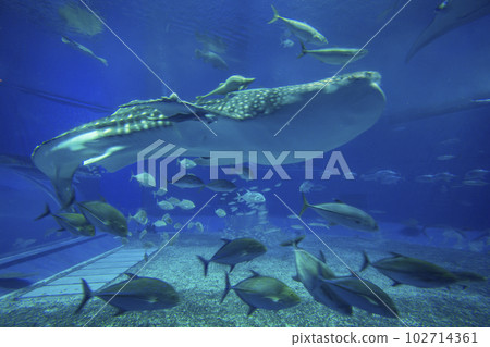 美麗海水族館 102714361