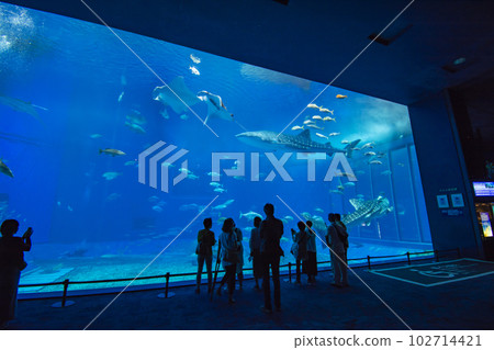 Churaumi Aquarium 102714421