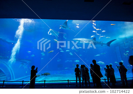 Churaumi Aquarium 102714422