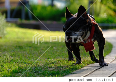 春天早晨與法國鬥牛犬散步 春天早晨與法國鬥牛犬散步 102714701