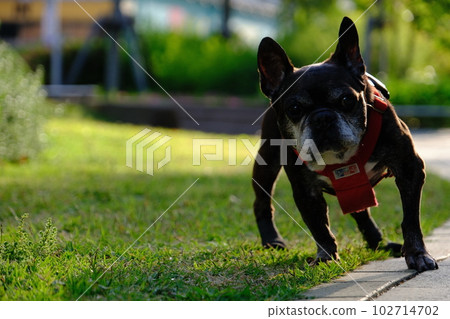 spring morning walk with french bulldog spring morning walk with french bulldog 102714702