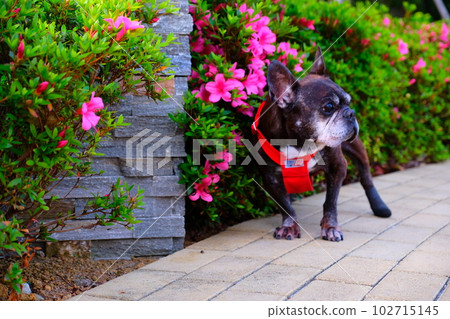 春天早晨與法國鬥牛犬散步 102715145