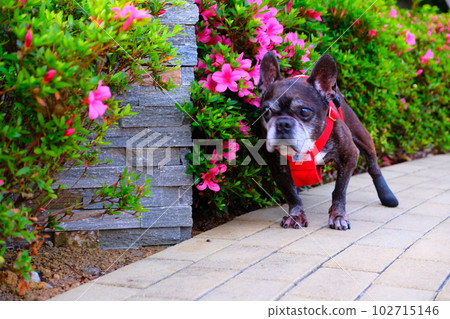春天早晨與法國鬥牛犬散步 春天早晨與法國鬥牛犬散步 102715146
