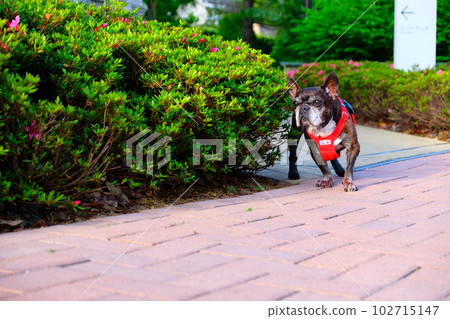 春天早晨與法國鬥牛犬散步 春天早晨與法國鬥牛犬散步 102715147