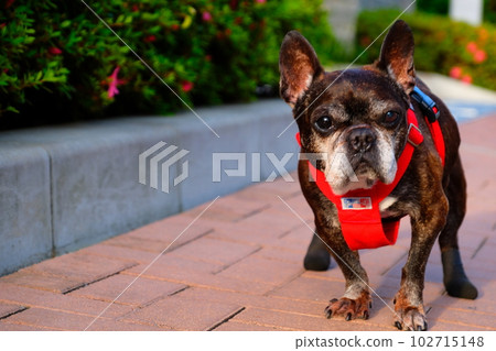 春天早晨與法國鬥牛犬散步 春天早晨與法國鬥牛犬散步 102715148