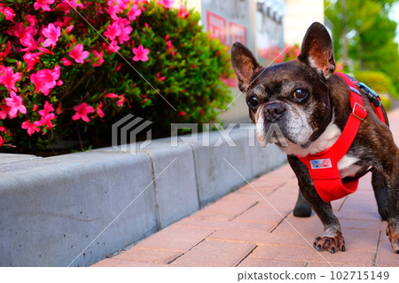 春天早晨與法國鬥牛犬散步 春天早晨與法國鬥牛犬散步 102715149