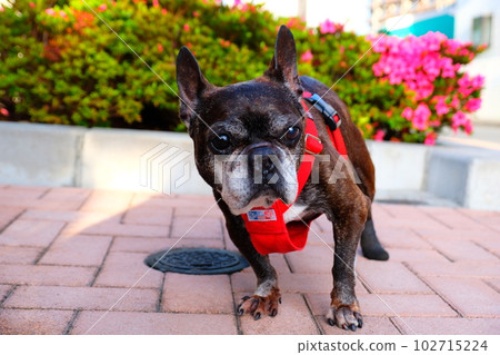 spring morning walk with french bulldog spring morning walk with french bulldog 102715224