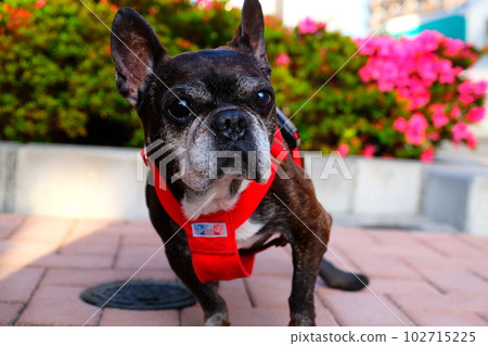 spring morning walk with french bulldog spring morning walk with french bulldog 102715225