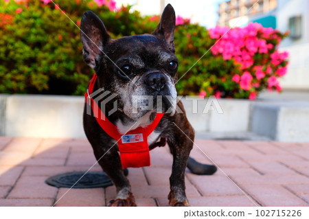 spring morning walk with french bulldog spring morning walk with french bulldog 102715226