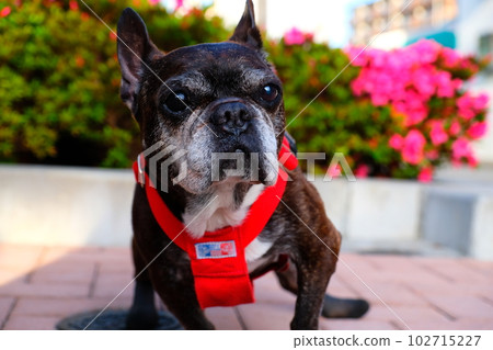 spring morning walk with french bulldog spring morning walk with french bulldog 102715227