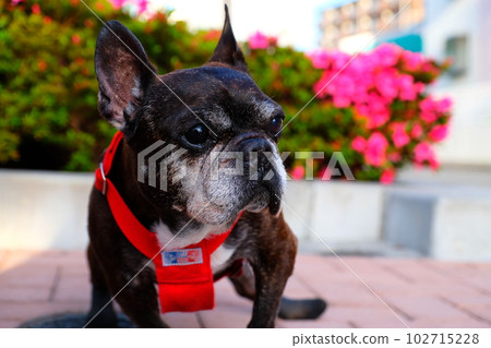 spring morning walk with french bulldog spring morning walk with french bulldog 102715228
