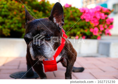 春天早晨與法國鬥牛犬散步 春天早晨與法國鬥牛犬散步 102715230