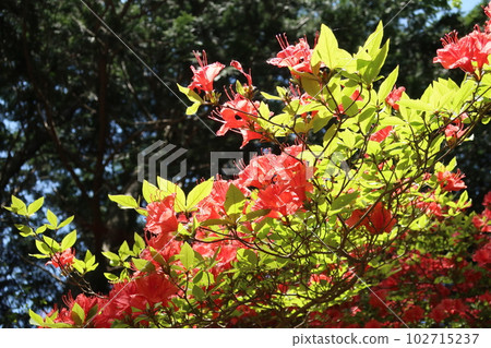 盛開的山杜鵑 盛開的山杜鵑 102715237