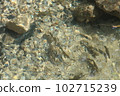 一條魚聚集的山間小河 102715239
