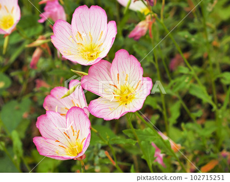 月見草桐 102715251