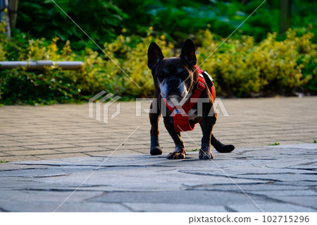 春天早晨與法國鬥牛犬散步 春天早晨與法國鬥牛犬散步 102715296