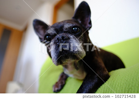 法國鬥牛犬午睡 法國鬥牛犬午睡 102715428