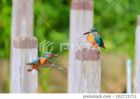 翠鳥求愛健康雄性給雌性帶來食物的求愛行為 102715711