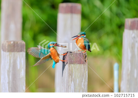 Courtship of kingfishers Courtship behavior of healthy males who bring food to females 102715715