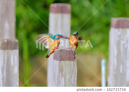 Courtship of kingfishers Courtship behavior of healthy males who bring food to females 102715716