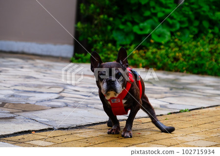 spring morning walk with french bulldog spring morning walk with french bulldog 102715934
