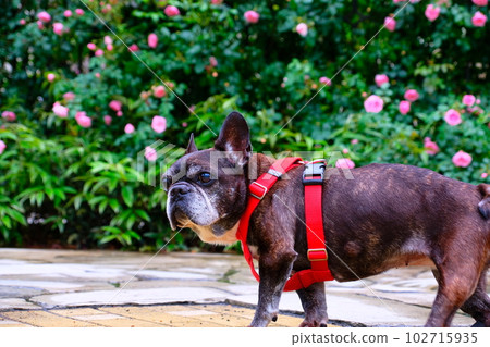 spring morning walk with french bulldog spring morning walk with french bulldog 102715935
