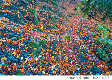 [日本名山100] 被落葉覆蓋的劍山步道1 德島縣三好市 102716006
