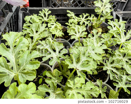 young sprout watermelon sprouts in black plastic cups. young sprout watermelon sprouts in black plastic cups. 102716029