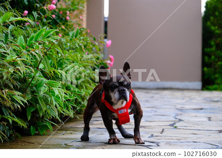 春天早晨與法國鬥牛犬散步 春天早晨與法國鬥牛犬散步 102716030