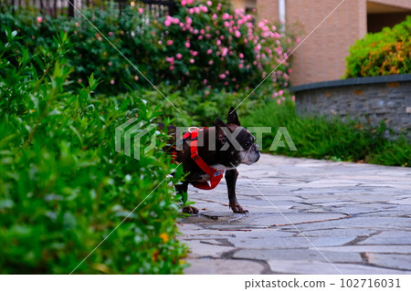 spring morning walk with french bulldog spring morning walk with french bulldog 102716031