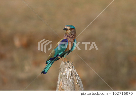 Indian Roller in Bandhavgarh National Park (India) Indian Roller in Bandhavgarh National Park (India) 102716070